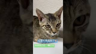 【保護猫日記】冷蔵庫の上あったかいんやー。　#shorts #ねこ  #保護猫