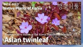 깽깽이풀 [103.Asian twinleaf]  Native Plants of Korea