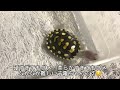 ダイヤモンドバックテラピンの赤ちゃんは可愛い【diamondbackterrapin】