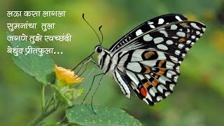 फुलपाखरू कविता | Butterfly Poem | Phulpakharu kavita | Butterfly Video Status