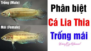 Cách Phân Biệt Cá Lia Thia Đồng  Và Cá Bảy Trầu Trống Mái┃Đồng Quê Channel