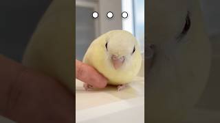 インコは指を出すと反射的に乗っちゃうらしい？【サザナミインコ】 #shorts