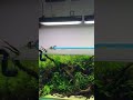 planted aquarium setup aquarium feeds