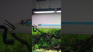 planted aquarium setup #aquarium #feeds