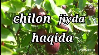 chilon jiyda haqida / Nabiya TV