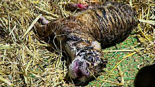 Newborn Tiger Struggled To Breathe But Later Everyone Gasp