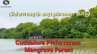 Mangrove forest in Pichavaram, Cuddalore district | பிச்சாவரம் சுரபுன்னை காடு