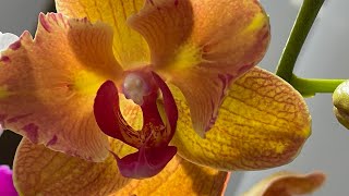 🦋🦋🦋 Мои новинки Бабочки Phal. Golden Brick peloric и Phal. Orange ( Oriental) peloric 🍊🍁🍂