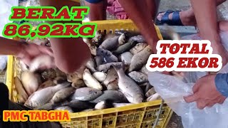 LOMBA MANCING IKAN MAS TOTAL TERBANYAK 586 EKOR DAN BERAT 86.92 KG DI TABGHA PEMANCINGAN