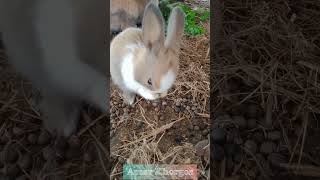 Cute Bunny Baby