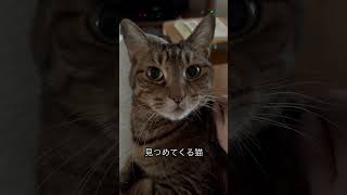 顔面偏差値高そう#猫 #野良猫から家猫へ #猫のいる暮らし #近距離ねこ #こんぱち