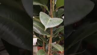 Ficus Elastica #plants #shorts #viralvideo #viralshorts