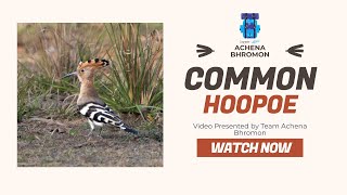 Common Hoopoe || Eurasian Hoopoe || #birds #bird #birdwatching #nature #wildlife #video #birdslover