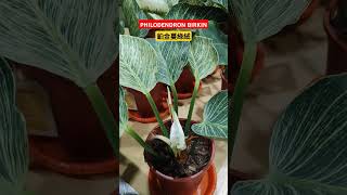 PHILODENDRON BIRKIN,鉑金蔓綠絨 #garden #nature #plants #funny