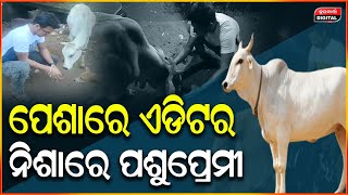 ଗୋ ମାତାଙ୍କ ପ୍ରେମରେ ଭିଜୁଆଲ ଏଡ଼ିଟର ଲୁବୁଲ  | Lubul  | Cow Lover  | Durabartta News