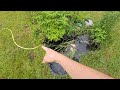 feeding tadpoles chicken