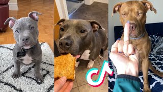 Pitbulls are Badass and Cute Compilation!