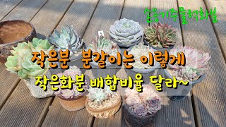 작은 화분에 분갈이 잘 하기#작은화분도 군생으로 키우기#작은 화분 배합토와 마사비율