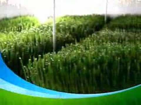 Wheatgrass Powder Wheatgrass Powder