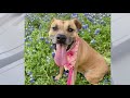 Pet of the Weekend: Adopt Bree from Austin Pets Alive!