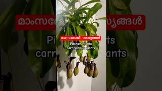 മാംസഭോജി സസ്യങ്ങൾ |  carnivorous plants 🪴 #plans #carnivorousplants #rare #trendingshorts