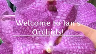 Orchids in Spike and Motes Orchid Haul!