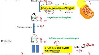 Proline Metabolism;Proline synthesis; Proline dependant apoptosis; proline cycle