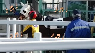 【パカパカ動画】【浦和競馬場】2022年も大好き！この足音が！2レースに向かうお馬さんとレース後に戻ってくるお馬さん、【Horse footsteps】