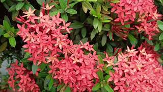 龙船花 (Ixora Chinensis)