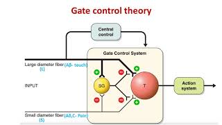 Pain4 with Gate control theory Physiology