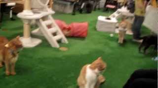 Inside a Tokyo Cat Cafe 猫カフェ