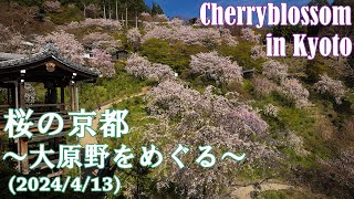 (8K)京都・桜満開の善峯寺から大原野周辺をめぐる(2024/4/13）cherryblossom in Kyoto　 #kyoto #japan #京都