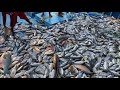 Bigeye Trevally Fishing | Kanyakumari Christy Boat Fishing | Trawl Fishing