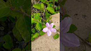 Wild Creeper Plant #Uncultivated Land #Madrauni