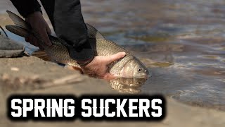 Why We Love Sucker Fishing - FILM (SPRING Time SUCKER Fishing)