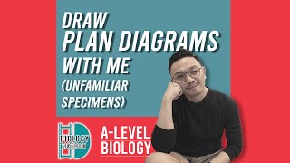 A-Level Biology - Draw plan diagrams(low-power drawings) with me!