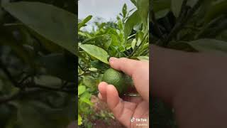 cách làm mứt đu đủ