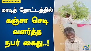 மாடித் தோட்டத்தில் கஞ்சா செடி வளர்த்த நபர் கைது..! | arrested | Cannabis | Theni