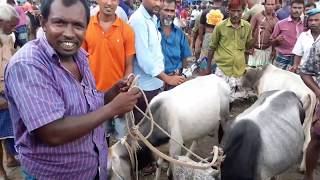 বিখ্যাত জাদুরানি হাট থেকে ছোট ষাঁড় গরুর দাম জেনে নিন || ঠাকুরগাঁওয়ের জাদুরানি হাট।