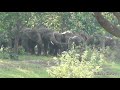 karanjia hatipala group of elephants ଜଙ୍ଗଲି ହାତି ଧାନ ବିଲରେ