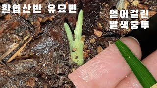 #한국춘란 우중산행에서 본#환엽산반 입니다#난초랑