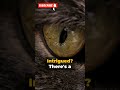 cat superpower 😱😳😯 viral trending shortsfeed youtubeshorts shortvideo nature