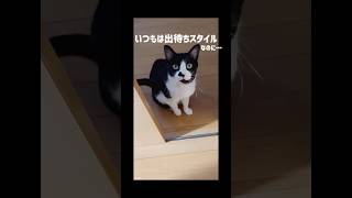 いつも出待ちする愛猫がいない…けどおかえりの儀はきっちりしてくれる愛しいコ#ハチワレ#ばんくん#shorts