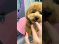 Love in the air #puppy #grooming #cute #shortvideo #animals #new #kawaii #viralvideo #love #air