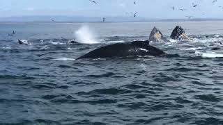 Humpback Whales with Monterey Bay Whale Watch