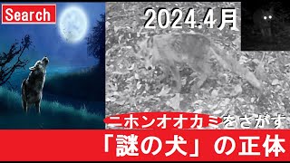 謎の犬の正体　ニホンオオカミ　イヌ科の動物　背振山系　日本狼　2024年4月　search　探すチャンネル