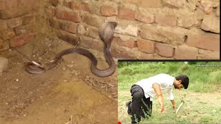 big cobra snake rescue in home|murliwale hausla video