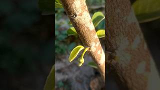 Srikaya Jumbo. #visitani #gardening