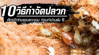 🔴ปลวกขึ้นบ้าน ทำไงดี 10 วิธีกำจัดปลวก ด้วยตัวเอง(ไม่ง้อช่าง)