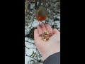 handfeeding a robin